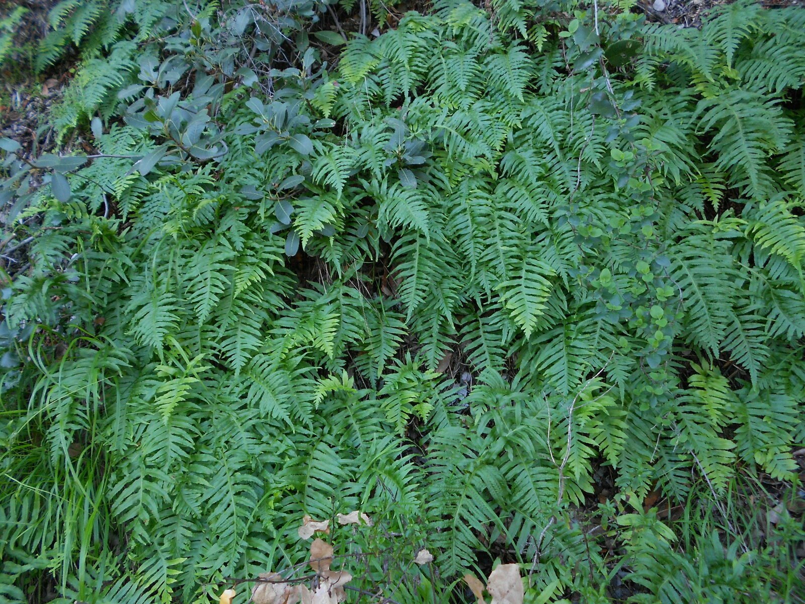 High Resolution Polypodium californicum Plant